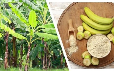 Banana Powder - fine beige powder in a glass jar