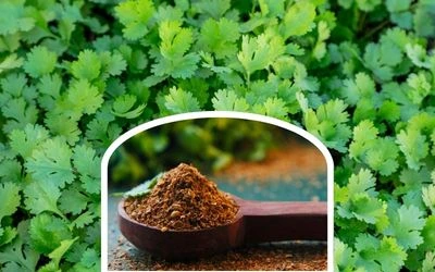 Coriander Powder - fine beige powder in a glass jar