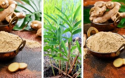 Ginger Powder - aromatic golden powder in a ceramic bowl