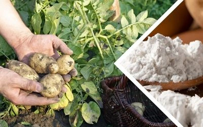 Potato Powder - fine beige powder in a glass jar